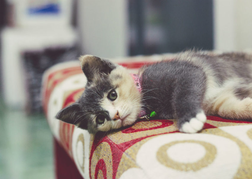 Kattunge som ligger på stol. Foto.